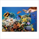 Aquarium fish Block Giant Wall Art Poster