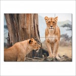 African Lioness Block Giant Wall Art Poster 