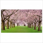 Cherry blossom spring Wand-Kunstdruck Riesenposter 